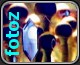 report icon